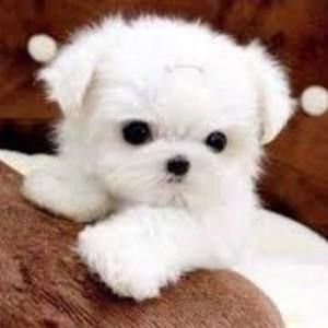 Meet your Posher, Lucy